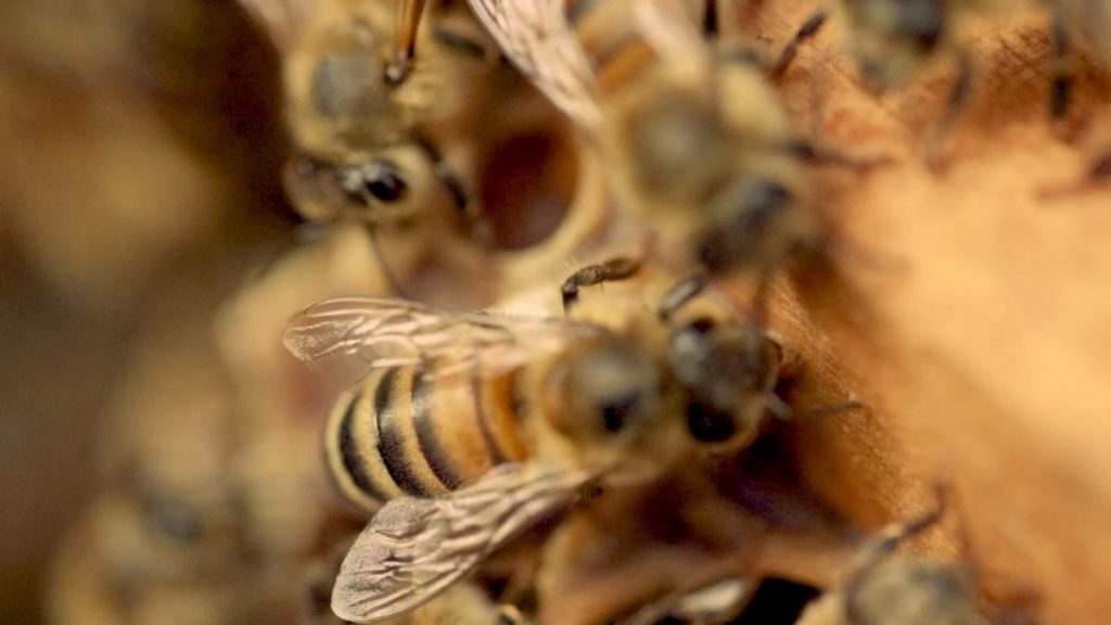 foto k filmu Bzukot mesta