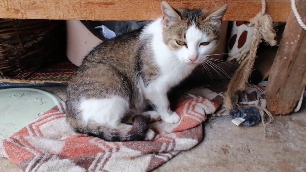 foto k filmu Život mačky