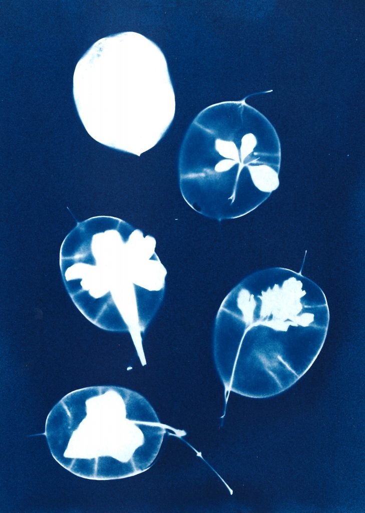 Kyanotypia